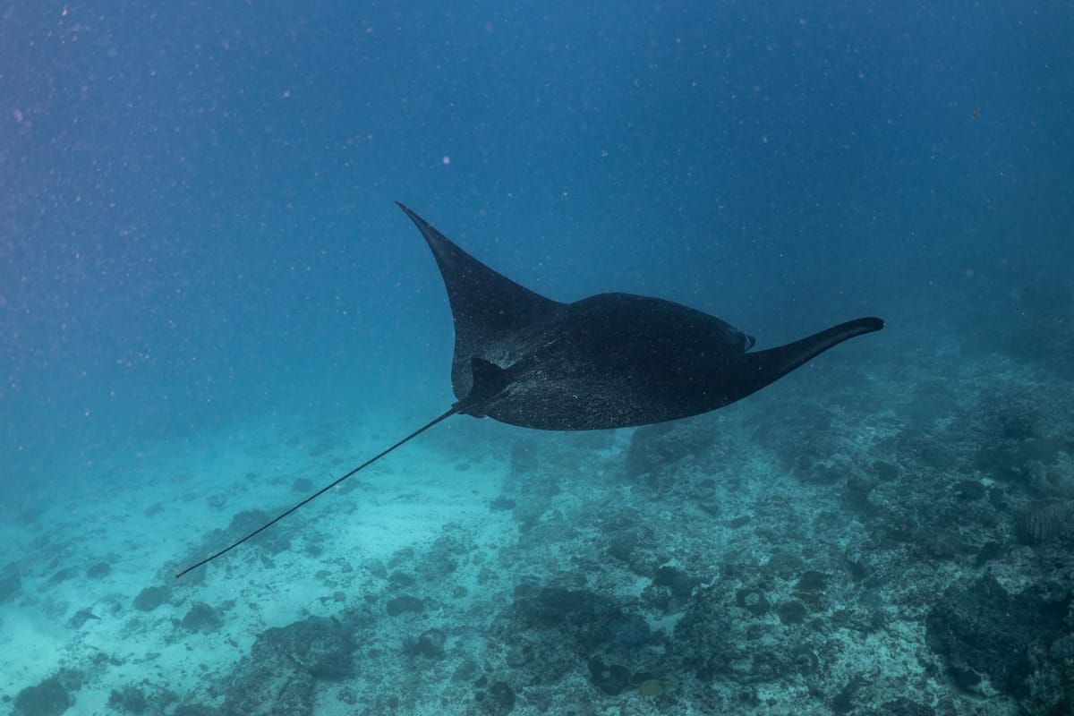 Manta Snorkel