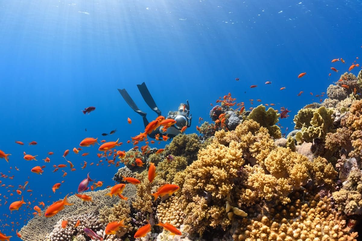 House Reef Dive